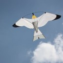 Cerf-volant oiseau blanc